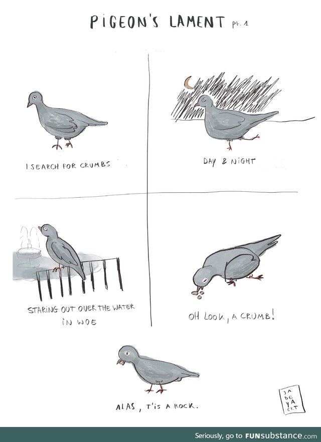 The pigeon’s lament