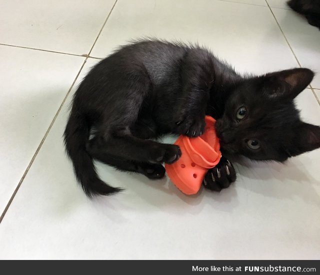 Giant panther attacks helpless baby croc