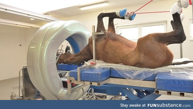 If you give a hors a CT scan