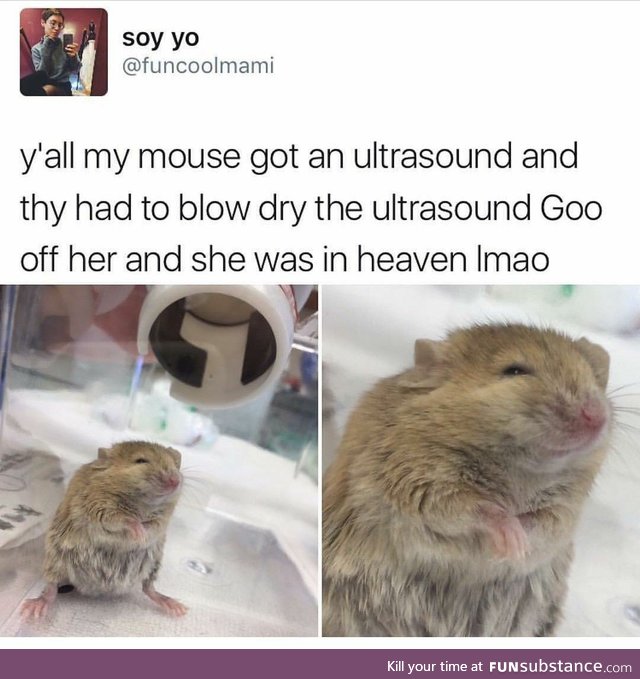 Happy Mouse after an Ultrasound