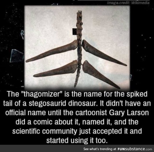 The mighty Thagomizer