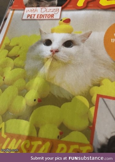 Cat with duckies