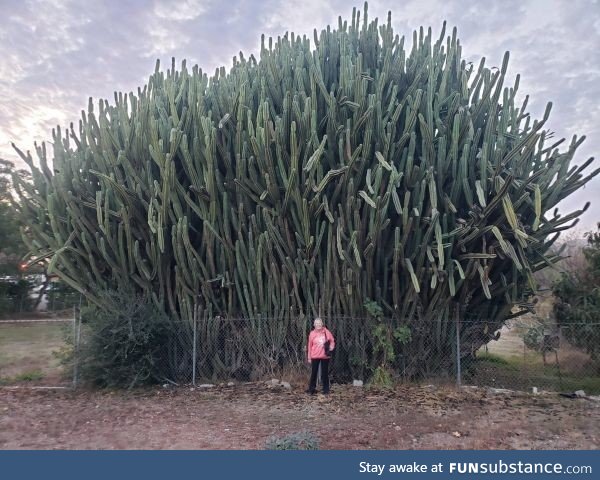 My mom next to this moderately sized cactus. Mom for scale