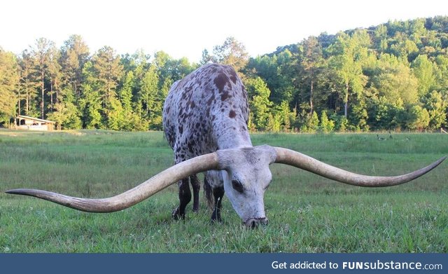 Texas Longhorn from Alabama now has the Guinness World Record for longest horns