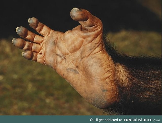 I've never noticed how interesting Chimpanzee feet are