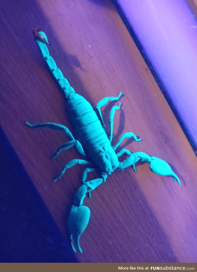 My pet scorpion Brutus Junius Maximus glows under blacklight!