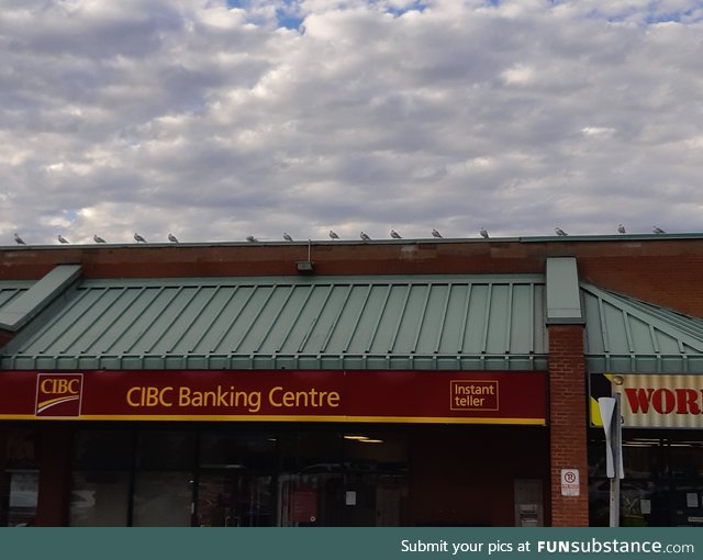 Canada is so polite even the birds socially distance