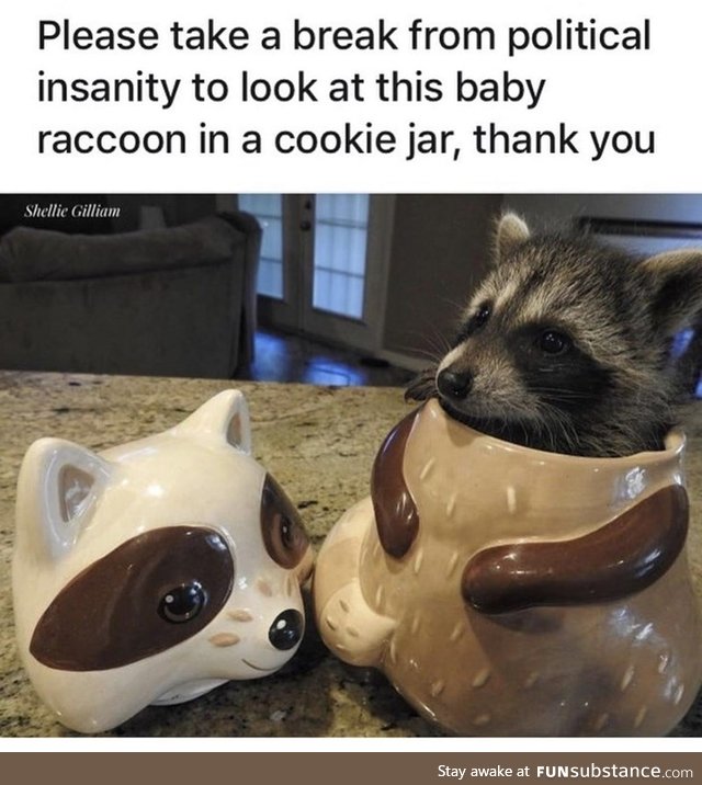 I need to lure a trash panda to my home one day.
