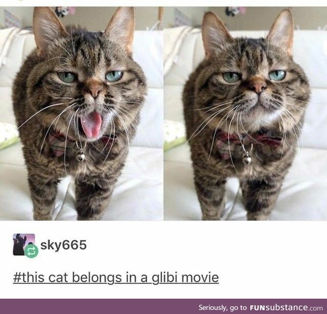 Cat Belongs in a Ghibli Movie