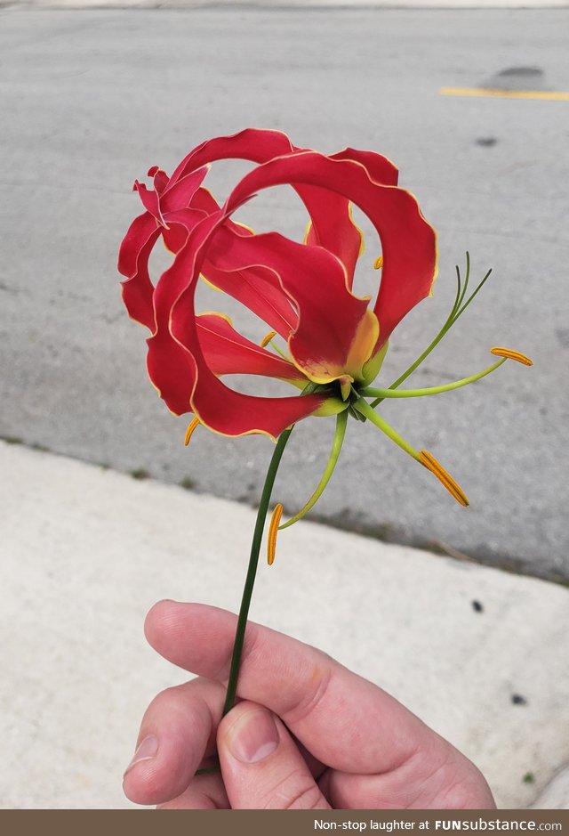 Flower I found this morning