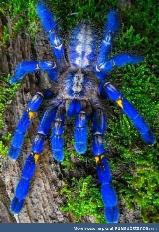Cobalt blue Tarantula