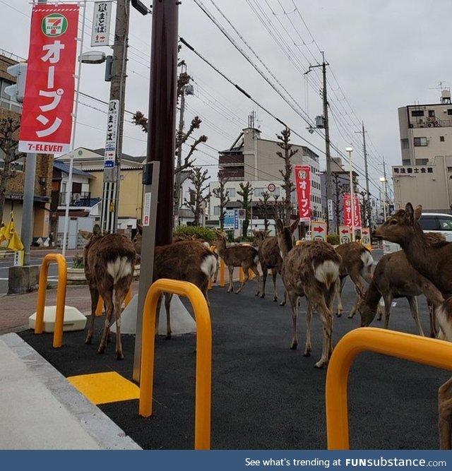 Oh, deer! As people are staying home during quarantine, animals are invading the cities