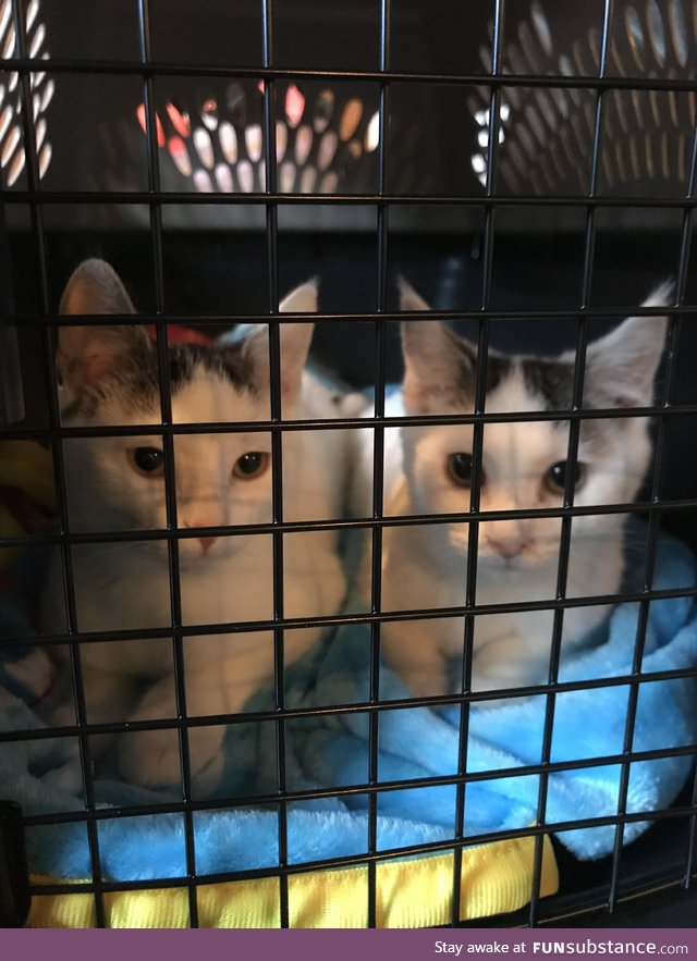 Brought this brother and sister back from the shelter today!