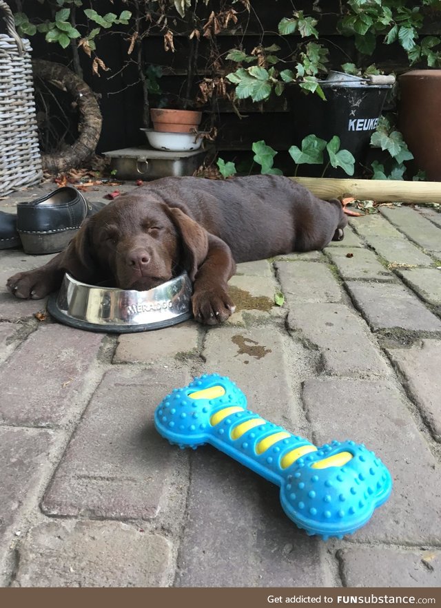 Exhausted after a day of playing with buddies