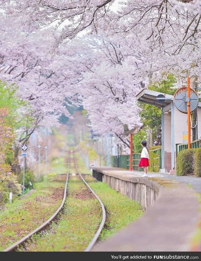 This photo of a girl waiting for a train is very Studio Ghibli-esque:D