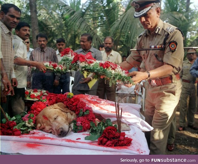 Burial of Zanjeer - the explosives detection dog who saved thousands of lives in 1993