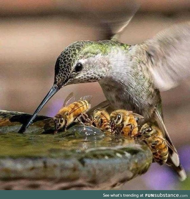 Hummingbird and bees sharing water by Toshiyasu Morita