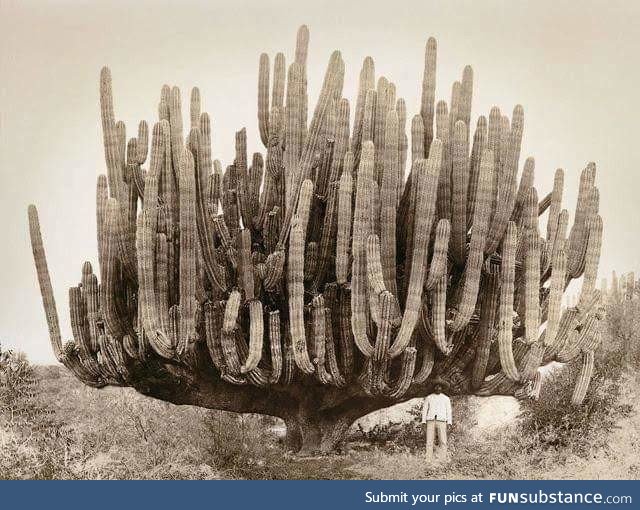 Massive cactus in Mexico, 1895