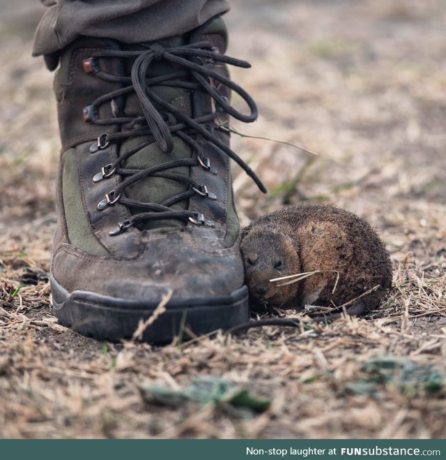 A rat fleeing from devastating wildfires in Argentina takes refuge at a firefighter's feet