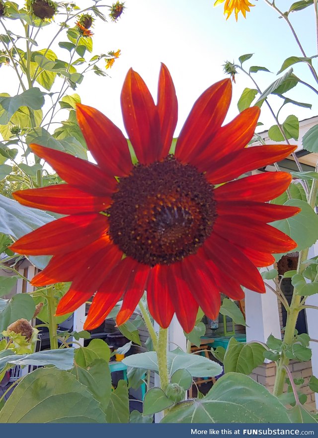 My red sunflower