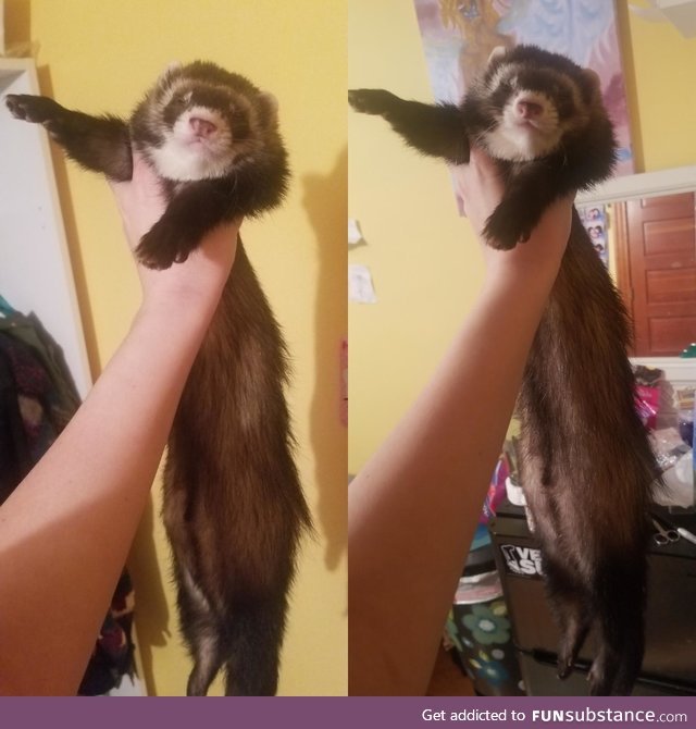 I picked up my ferret and he was so tired that he conked out, just like this. All 5lbs of