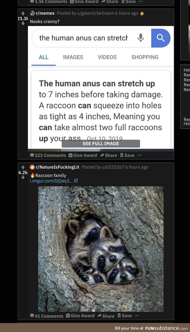Or 4 baby raccoons