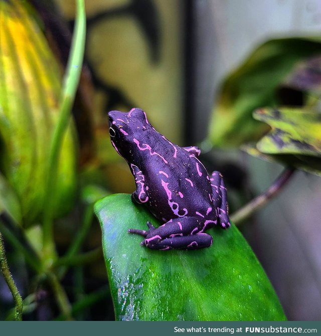 The purple [people eater] harlequin toad