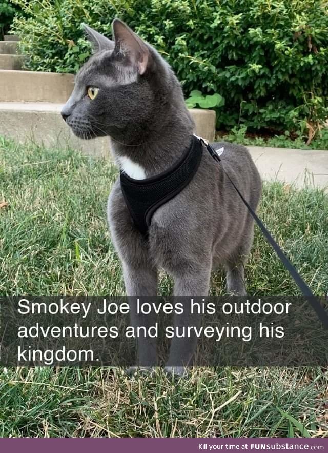 Smokey Joe is a gorgeous lad