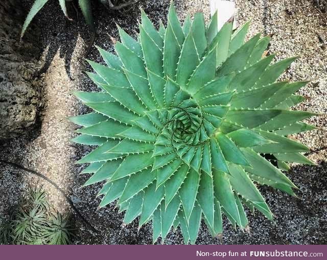 A perfectly symmetrical Aloe Plant