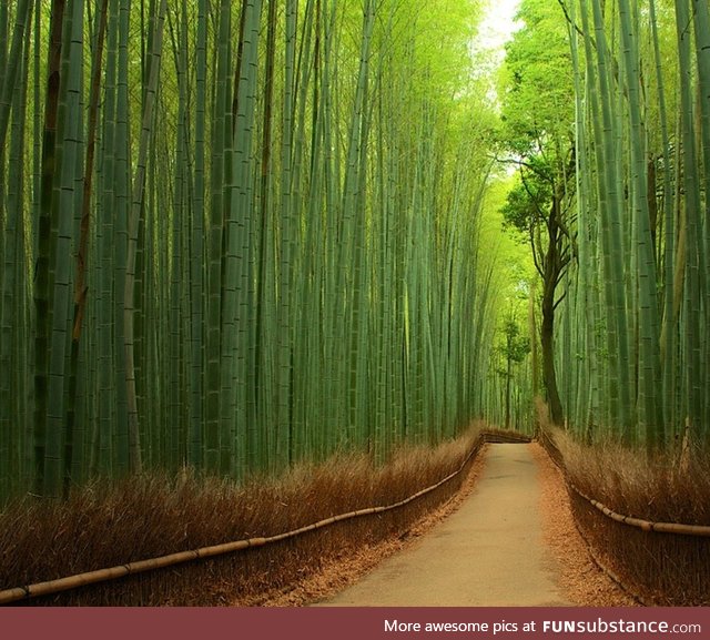 Bamboo forest, japan