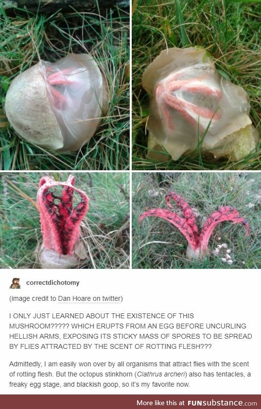 Octopus Stinkhorn Mushroom sounds like a bot title