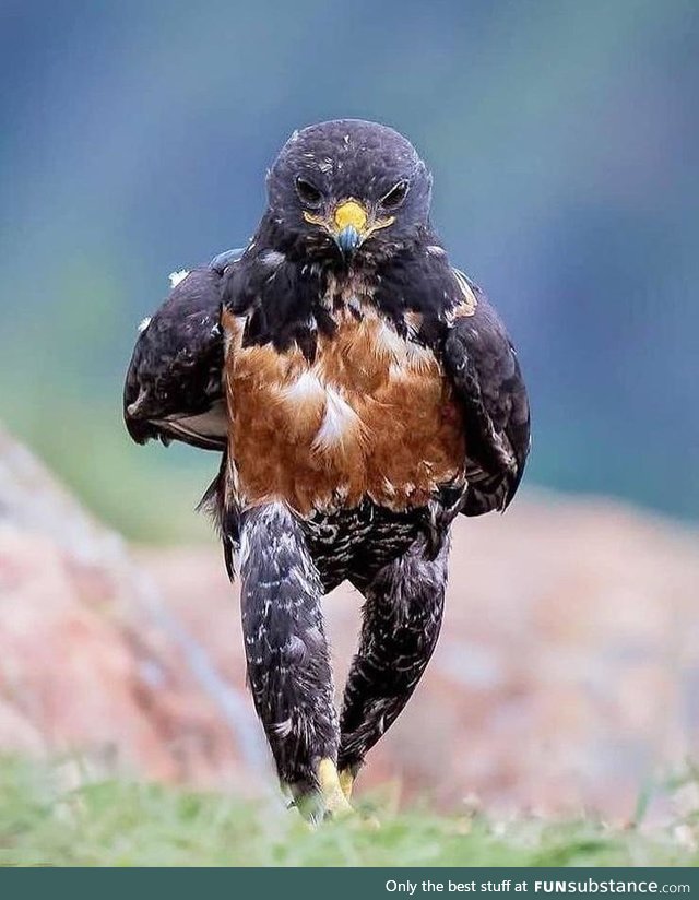 Amazing catwalk of the Bird
