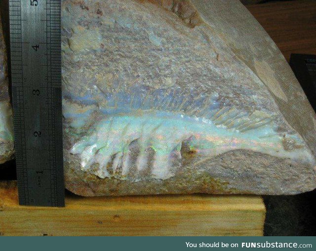 Opalized fish fossil, the only one in existence