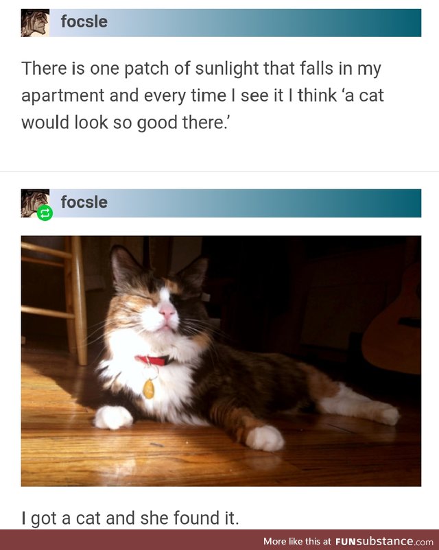 The cat found the sunlight