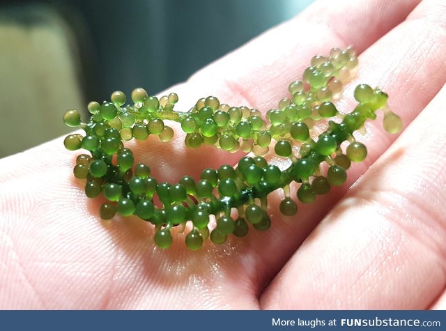 This strain of edible seaweed looks like a bunch of grapes, allegedly