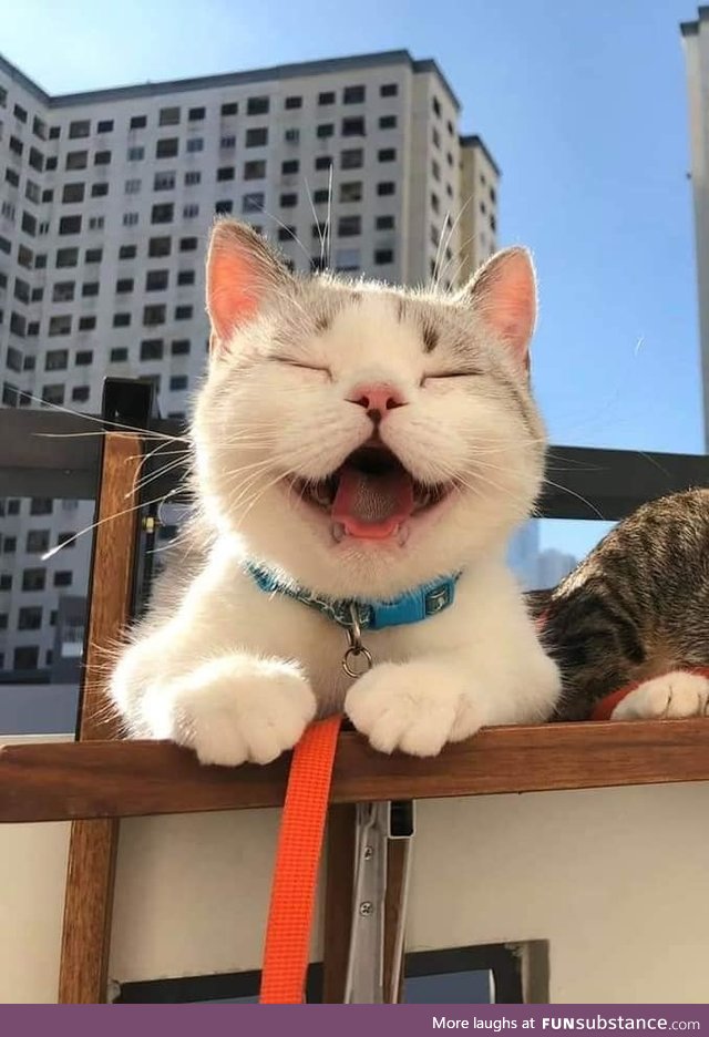 Meet the happiest cat