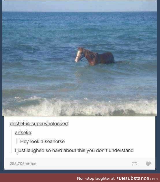 A Sea Horse