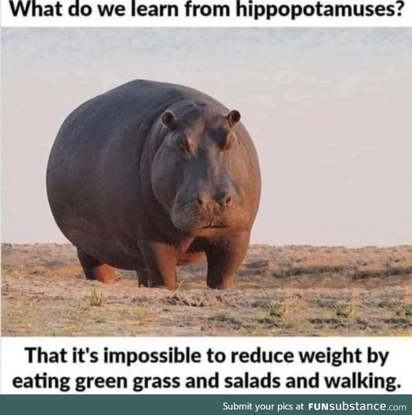 But hippos can run faster than usain bolt