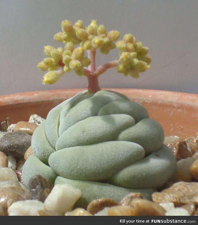 Unusual succulent plant