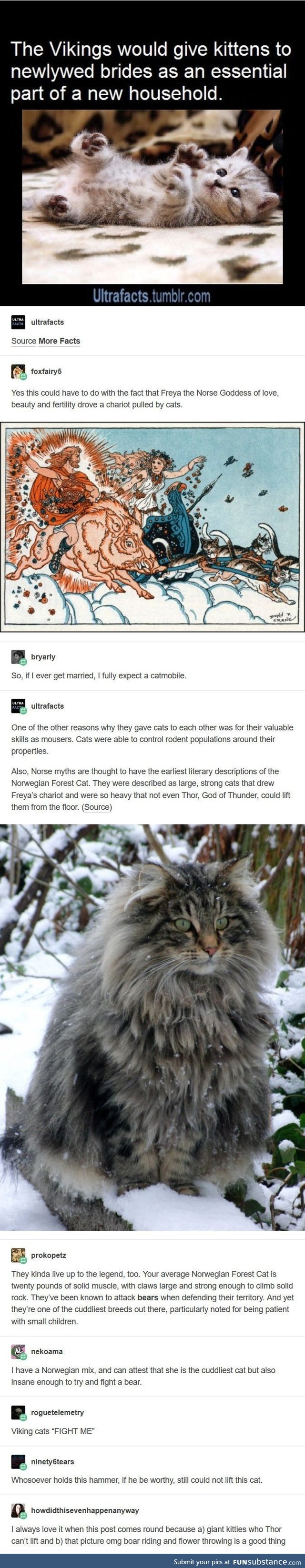 Cats are a Viking's best friend