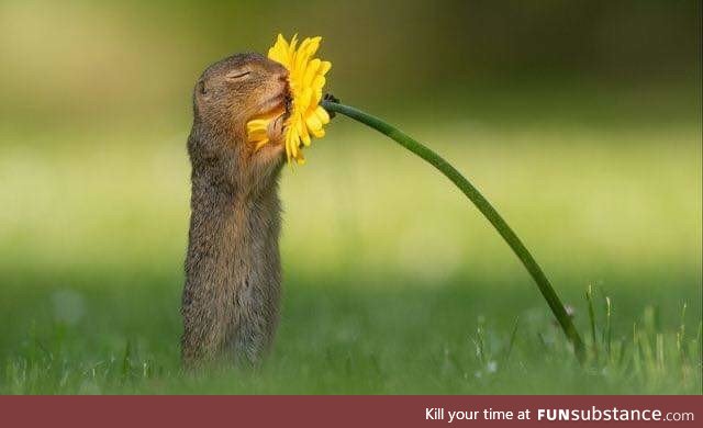 Photographer captures moment 'curious' squirrel stops to smell a flower A photographer in
