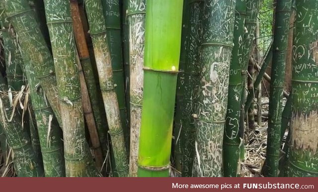 This bamboo grew up during the pandemic without tourists touching it