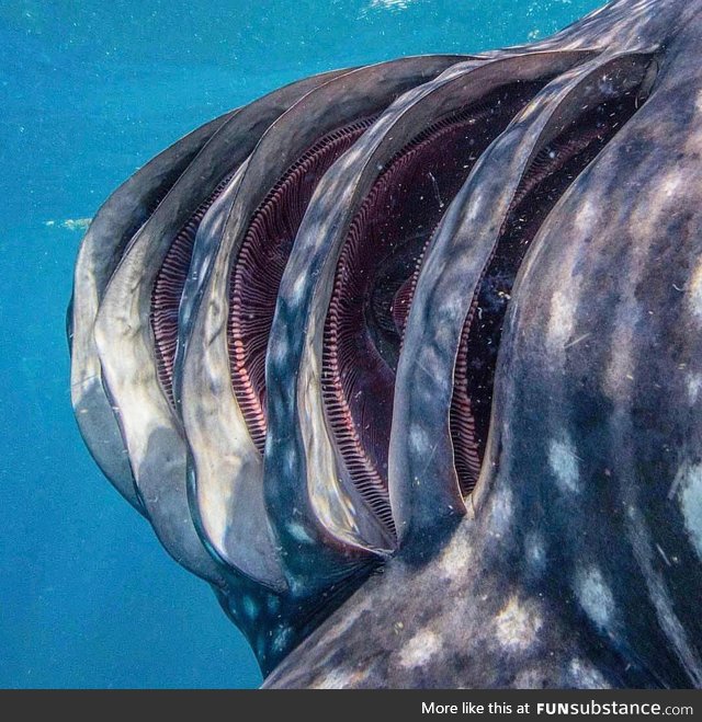 Inside the Gills of a whale shark