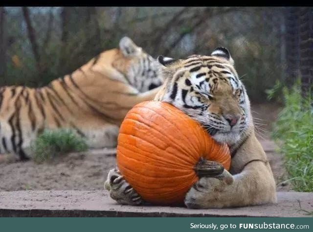Pumpkin season!