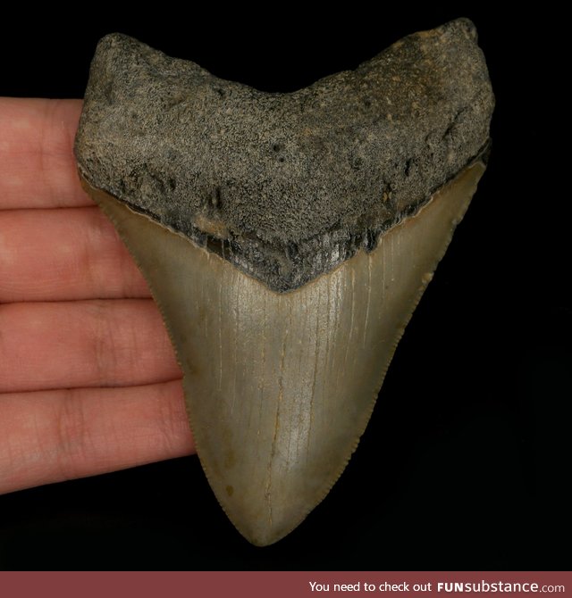 A 3 million year old megalodon shark tooth from North Carolina