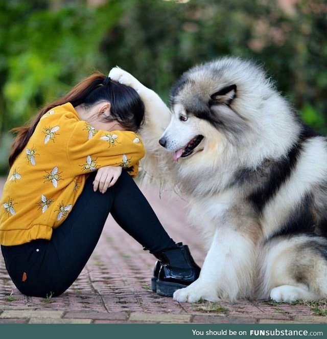 He’s something of an emotional support pup