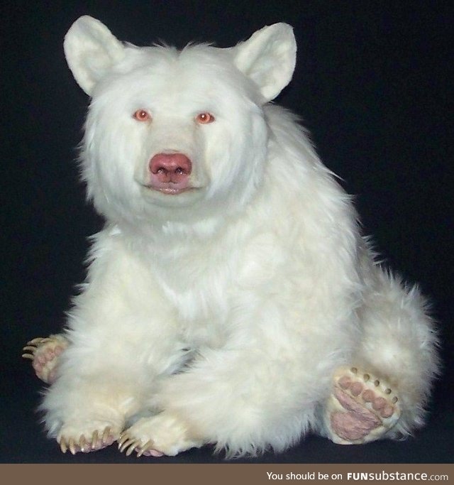 It’s an albino black bear, apparently