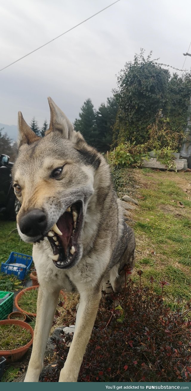 I cought my dog in the middle of a yawn