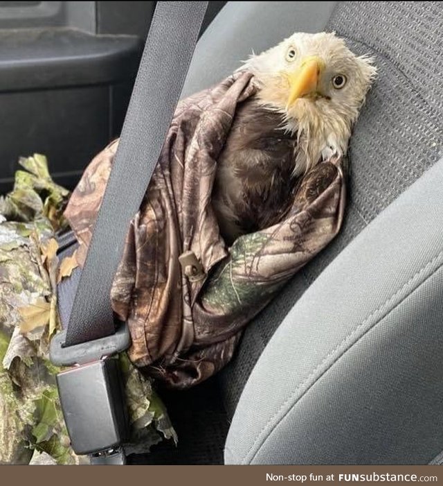 AR Game and Fish rescued this presumed dead eagle and it captures our country's current