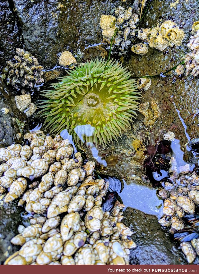Tide pooling in Yachats, OR